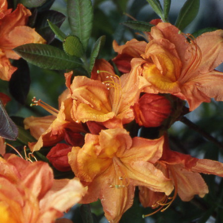 azalea glowing embers