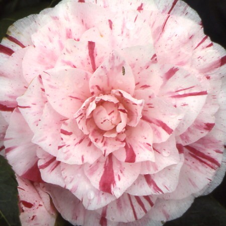 Photo 1 Camellia Comtesse Lavinia Maggi
