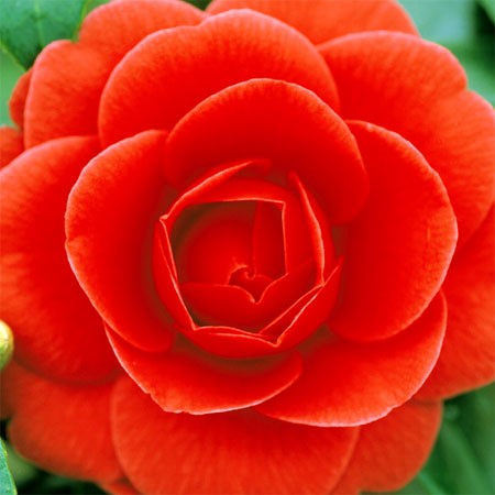 Photo 2 Camellia Coquetti