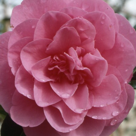Photo 1 Camellia Debbie
