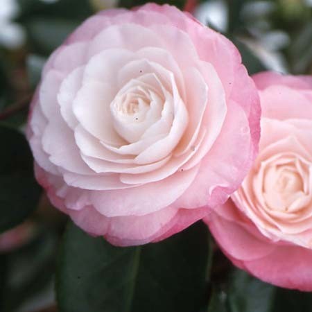Camellia D�sir