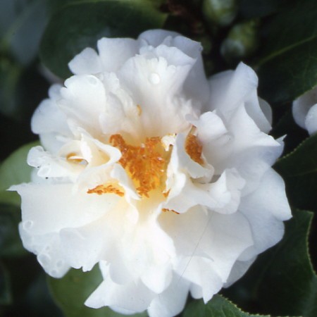Camellia E.T.R. Carlyon