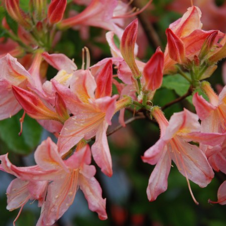 Apricot Surprise