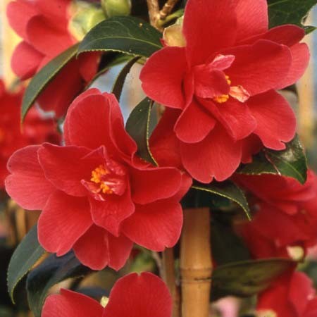 Camellia Freedom Bell