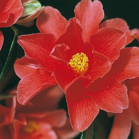 Photo 2 Camellia Freedom Bell