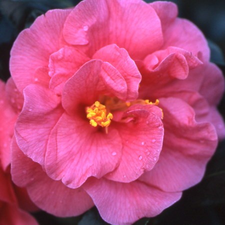 Camellia Gloire de Nantes