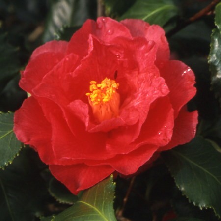 Photo 1 Camellia Holly Bright