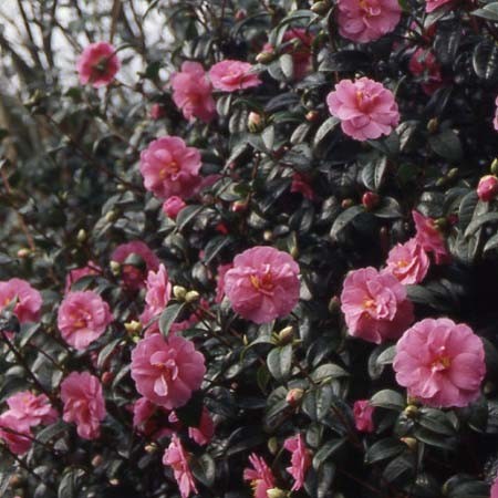 Camellia Inspiration