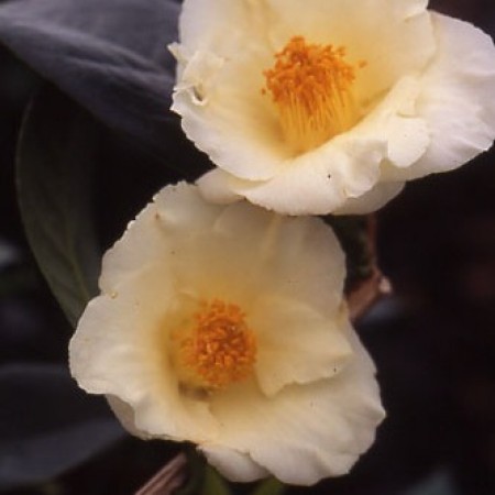 Photo 1 Camellia Kicho