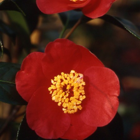Camellia Kimberley