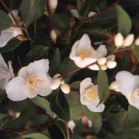 Camellia lutchuensis