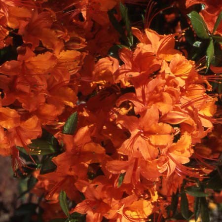 Photo 1 azal�e Coccinea speciosa