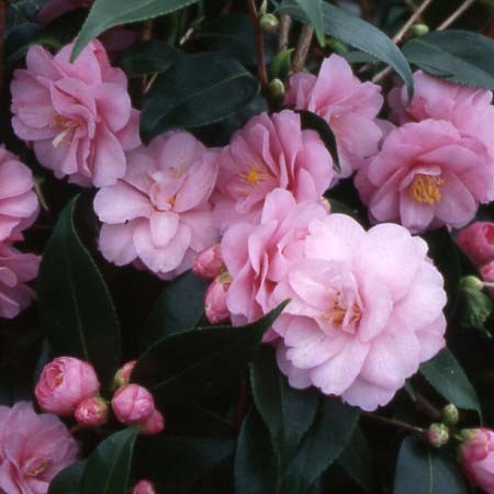 Camellia Spring Festival