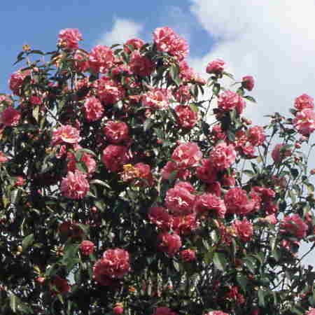 Camellia Mandalay Queen