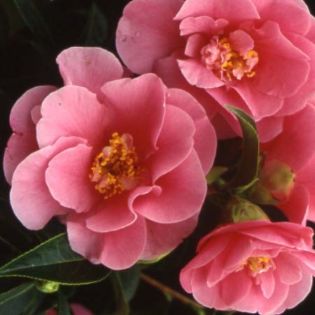 Camellia Valley Knudsen