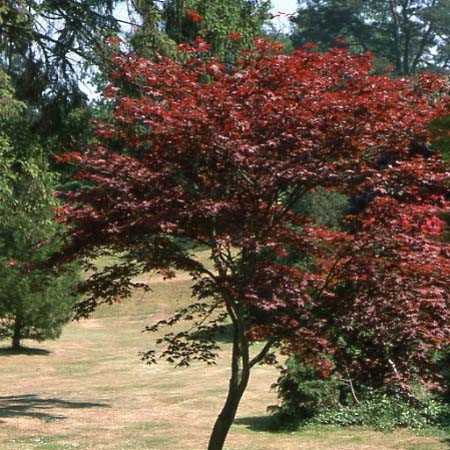 Acer Atropurpureum
