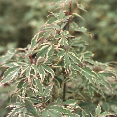Acer Butterfly