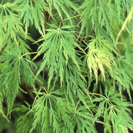 Acer dissectum Flavescens