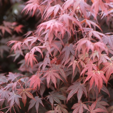 Acer Yezo nishiki
