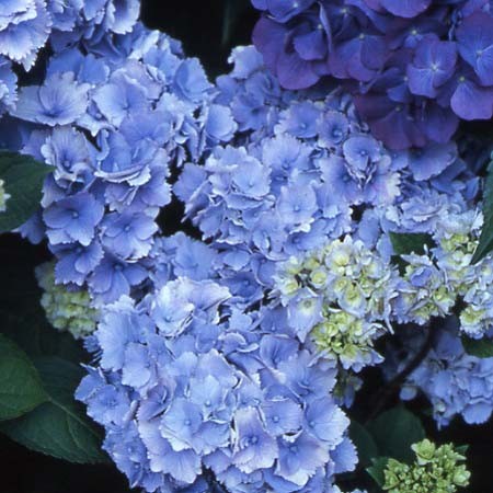 Hortensia Amethyst