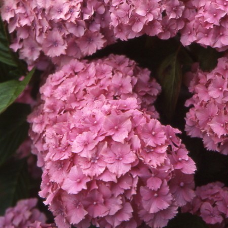 Photo 1 Hortensia Lancelot