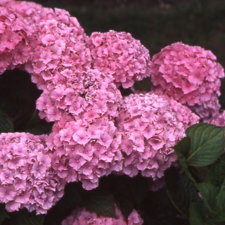 Photo 2 Hortensia Lancelot