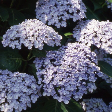 Hortensia Ayesha