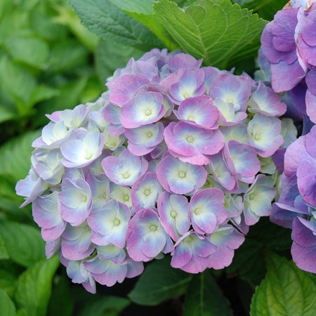 Hortensia Heinrichsburg