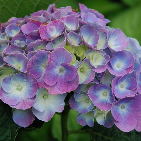 Photo 2 Hortensia Heinrichsburg