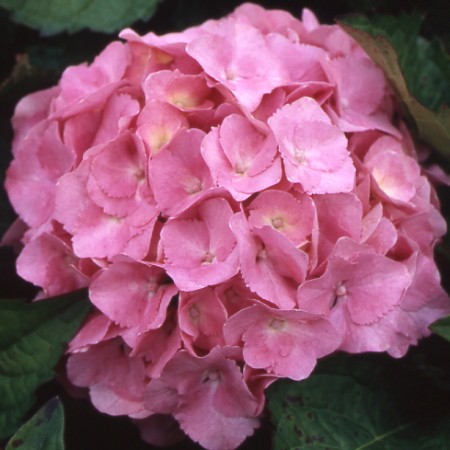 Photo 1 Hortensia Lausanne