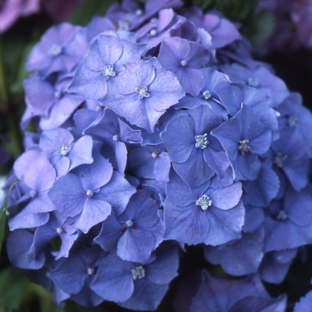 Hortensia W J Hepburn