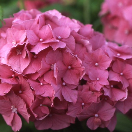 Photo 2 Hortensia W J Hepburn