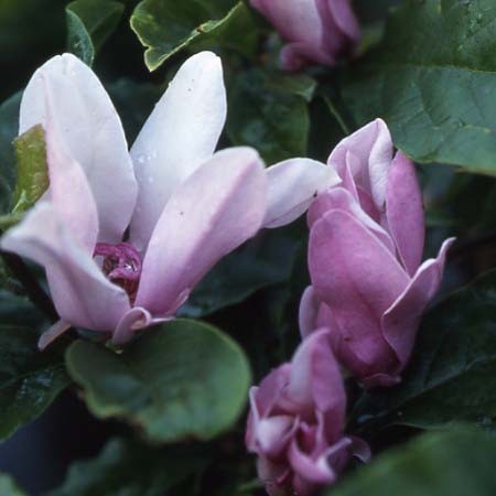 Magnolia George H. Kern