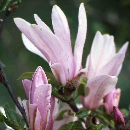 Photo 2 Magnolia George H. Kern