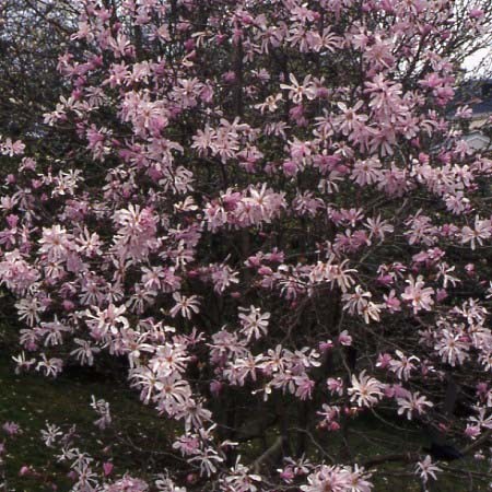 Magnolia Leonard Messel
