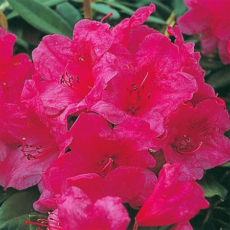 Rhododendron Anna Rose Whitney