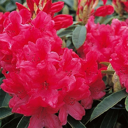 Photo 1 Rhododendron Earl of Donoughmore