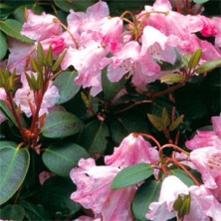 Rhododendron Bow Bells