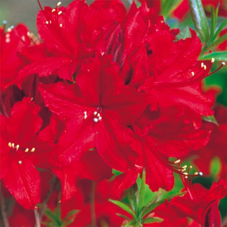 azal�e Wallowa Red