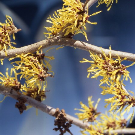 Photo 2 Hamamelis intermedia
