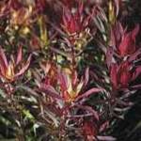 Photo 1 Leucadendron Fireglow