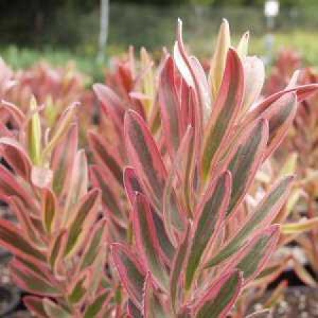 Photo 1 Leucadendron Safari Sunshine