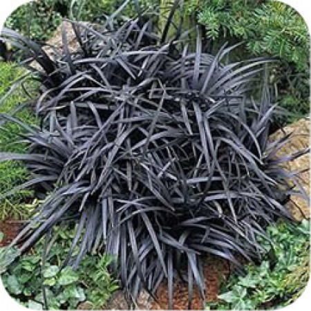 Ophiopogon nigrescens