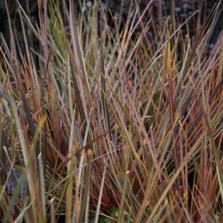 Libertia Sundown