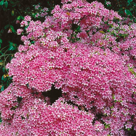 Azalea Hinomayo