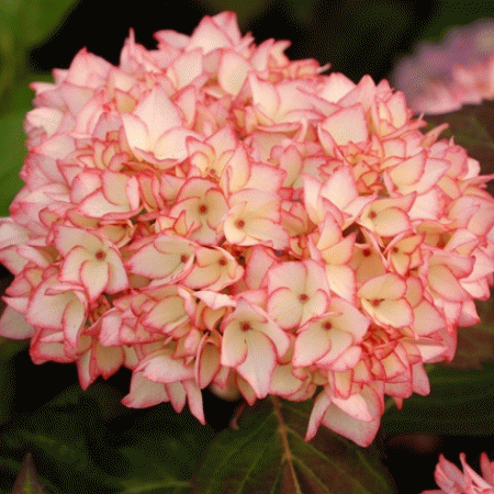 Hortensia Hovaria� Mira�