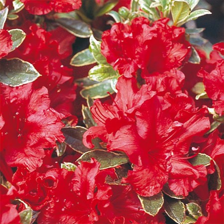 Azalea Hot Shot