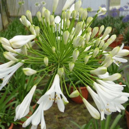 Agapanthus Polar Ice