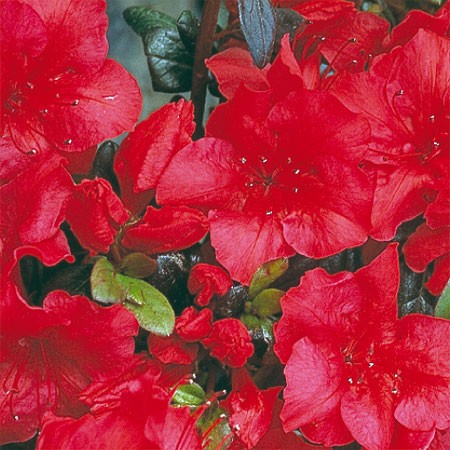 Azalea Johanna