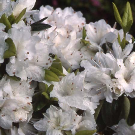 Azalea Snow